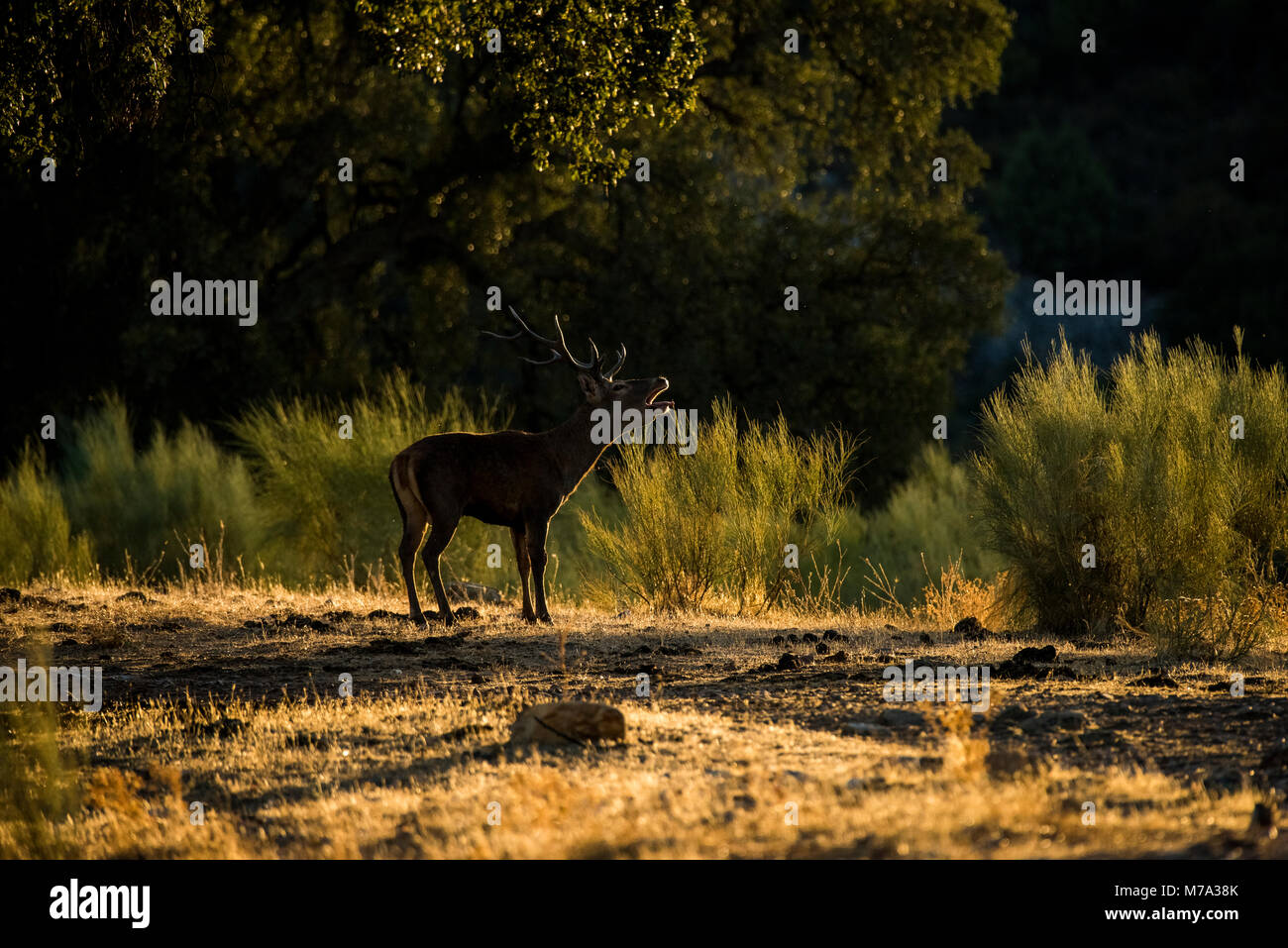 Cerfs (Cervus elaphus) Banque D'Images