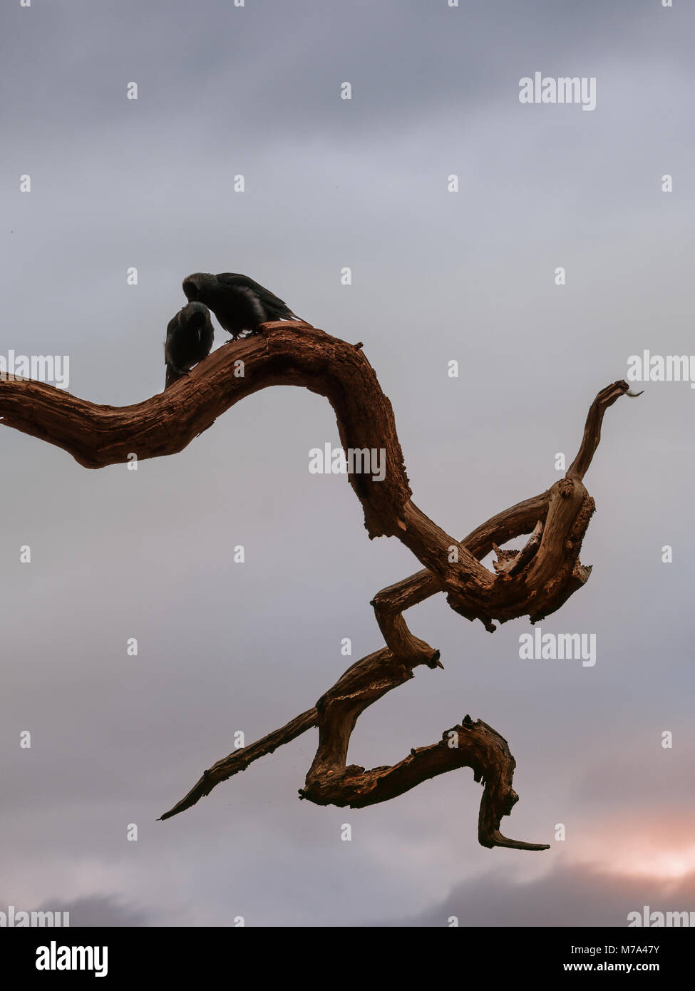 Amour Halloween oiseaux dans le parc. Silhouette de deux oiseaux sur une branche morte à Richmond Park, Londres. Vieil arbre et ciel sombre sombre au coucher du soleil. Banque D'Images