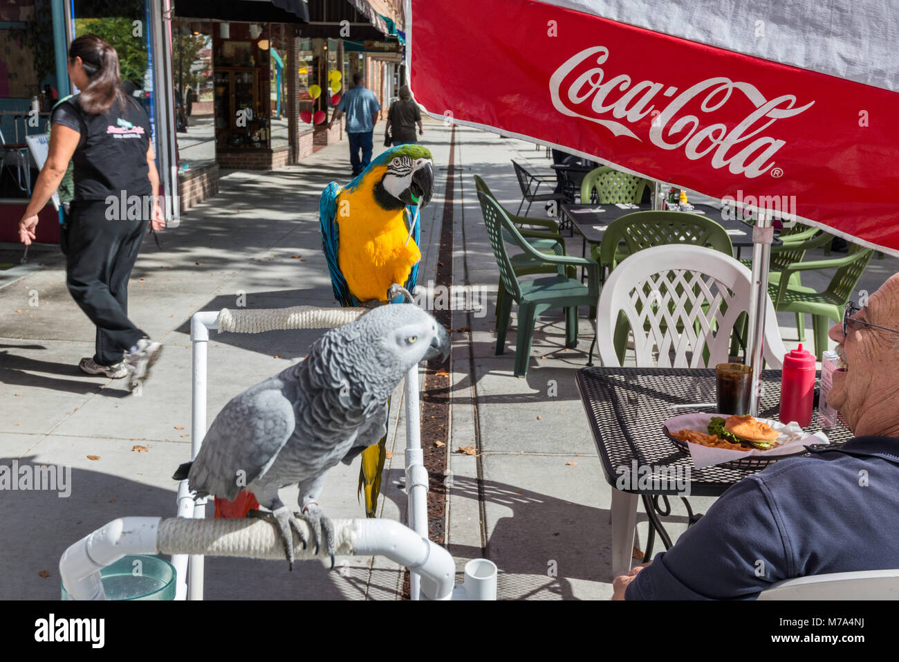Personnes âgées client avec deux perroquets dans sidewalk cafe au Main Street Mall à Grand Junction, Colorado, USA Banque D'Images