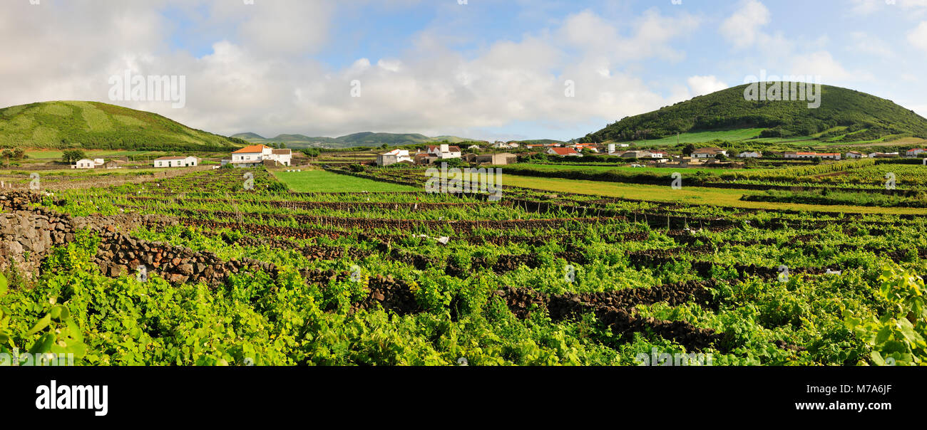 Vignobles. Île de Graciosa, Açores. Portugal Banque D'Images