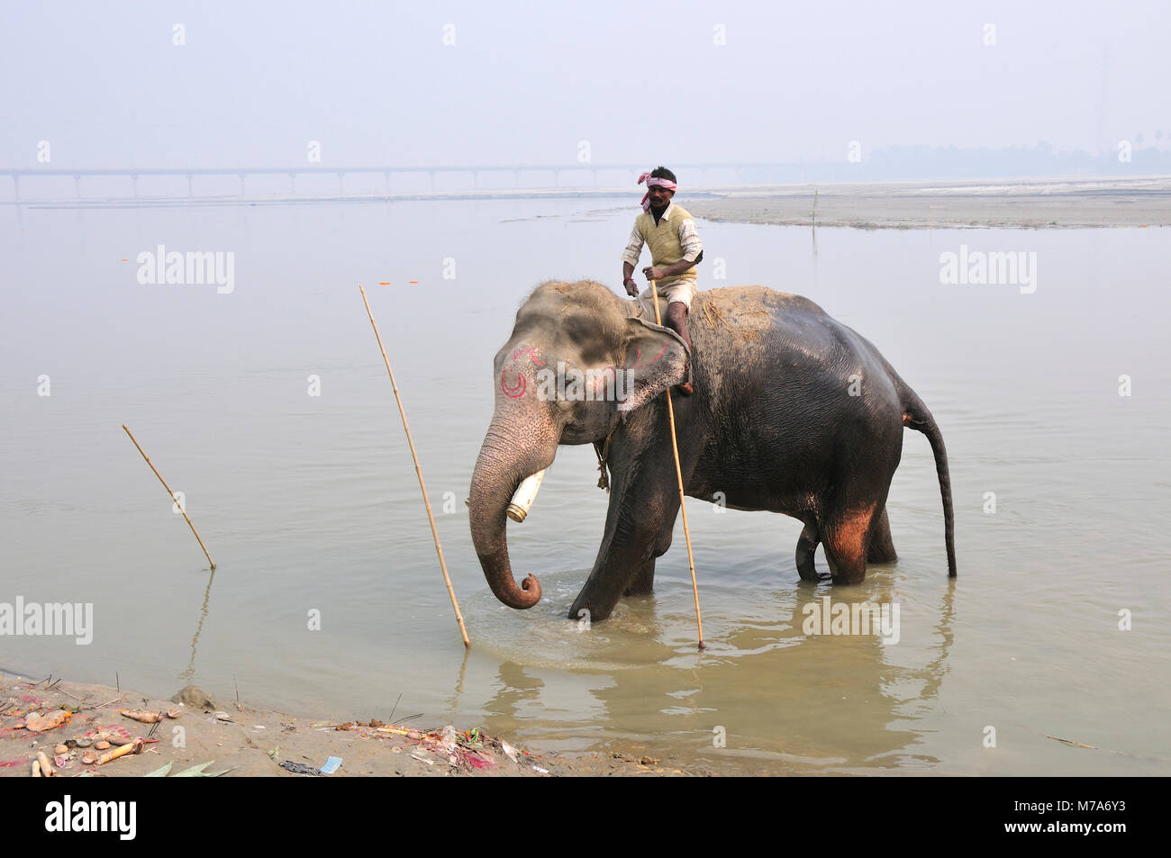 Le bain des éléphants avec le cornac à Sonepur Mela, Bihar, Inde Banque D'Images