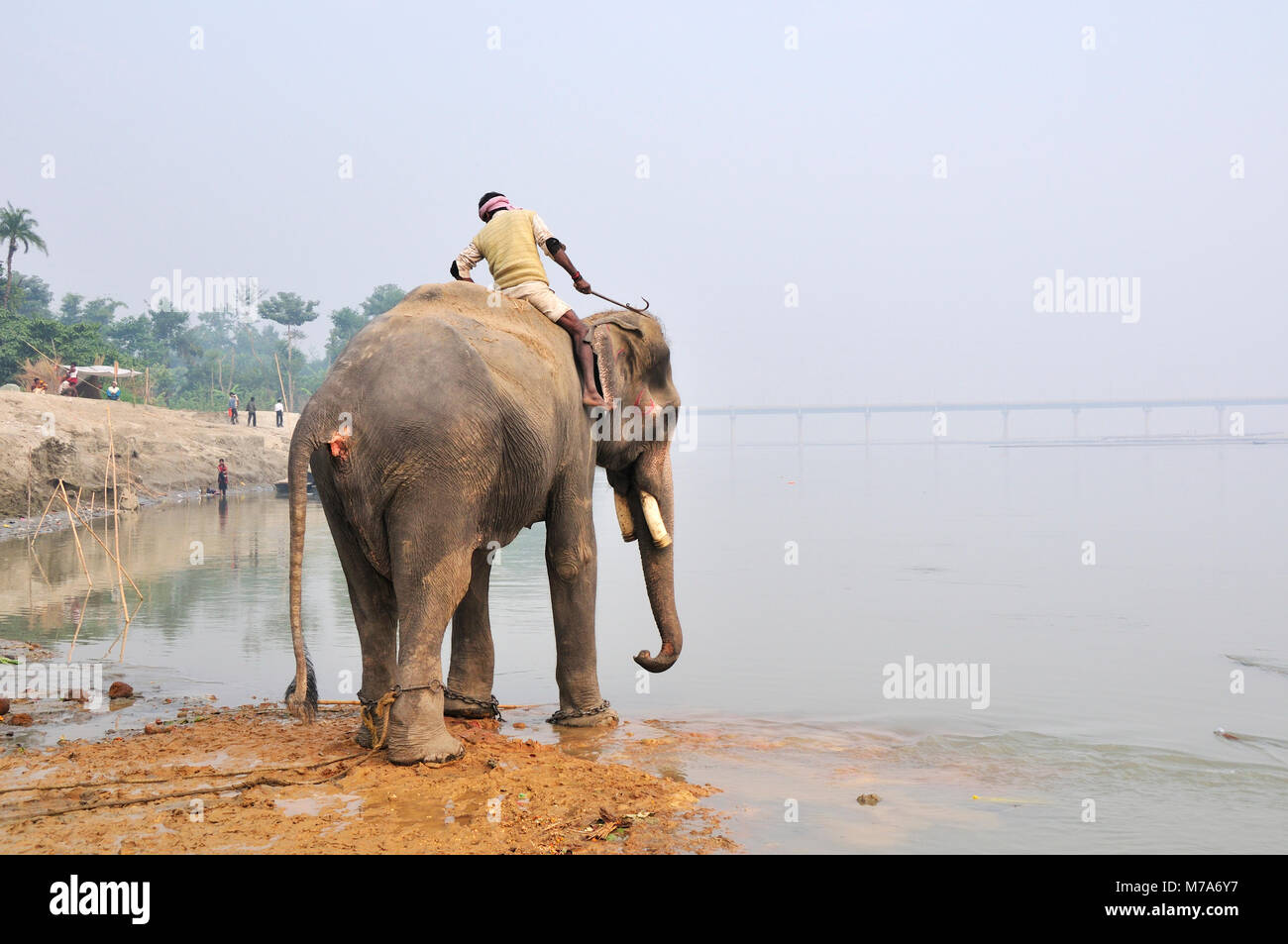 Le bain des éléphants avec le cornac à Sonepur Mela, Bihar, Inde Banque D'Images