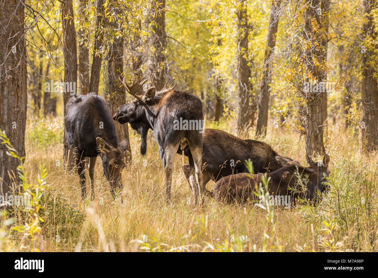 Bull Moose Shiras Vache et l'orniérage à l'automne Banque D'Images Bull Moose Shiras Vache et l'orniérage à l'automne Banque D'Images