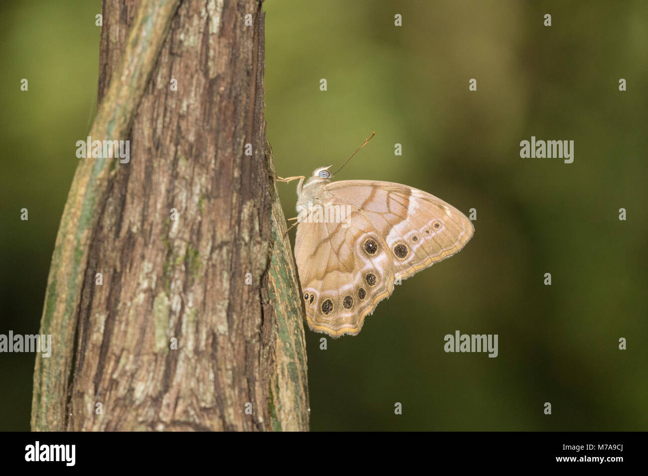 03481-00101 (Pearly-Eye Sud Enodia portlandia) Big Oak Tree State Park Mississippi Comté, MO Banque D'Images