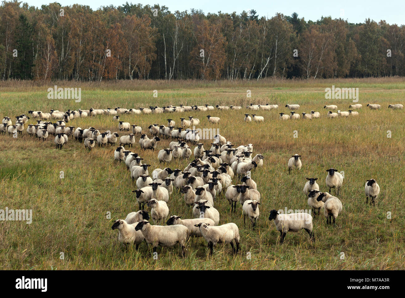 À tête noire (Ovis), troupeau de moutons de pré salé, sur Fischland-darss-Zingst, Poméranie occidentale Lagoon Salon National Park Banque D'Images