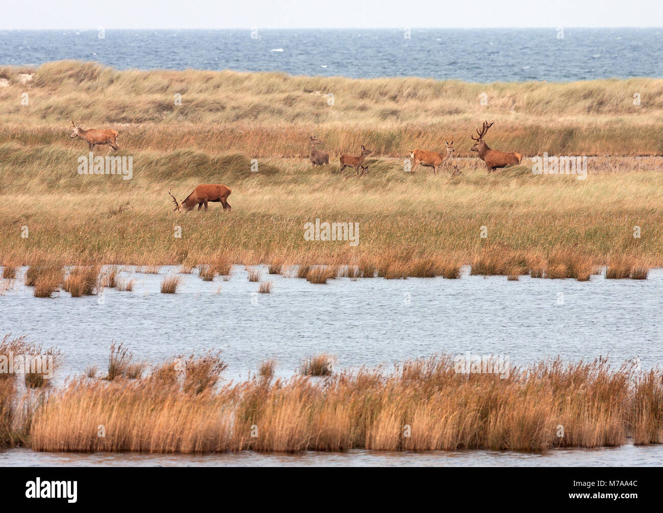 Red Deer broute à Bodden paysage, Darßer Ort, Fischland-darss-Zingst, Poméranie occidentale Lagoon Salon National Park Banque D'Images