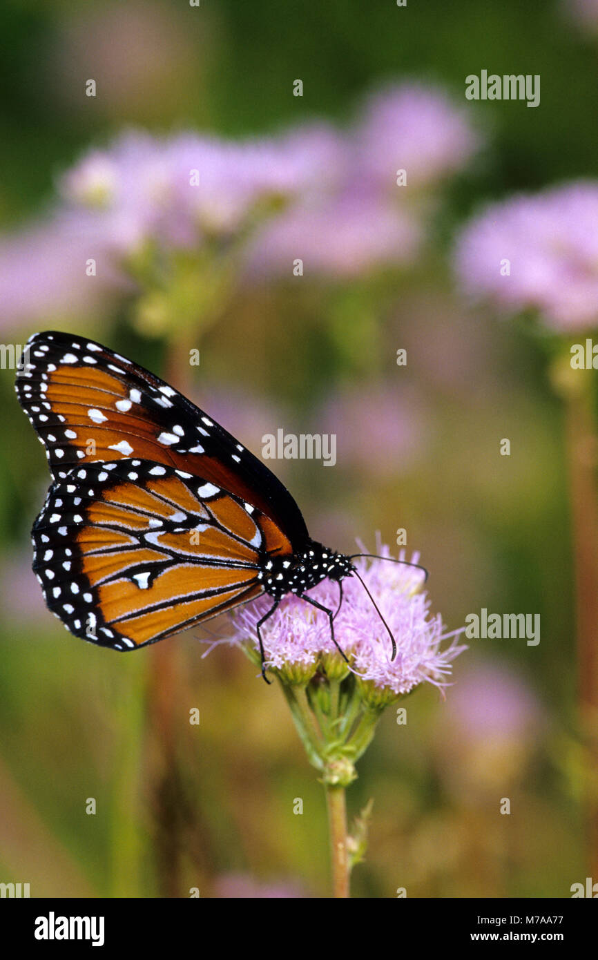 03537-00216 papillon Danaus gilippus (Queen) sur Greg's Mistflower (Eupatorium gregii), l'hidalgo Co. TX Banque D'Images