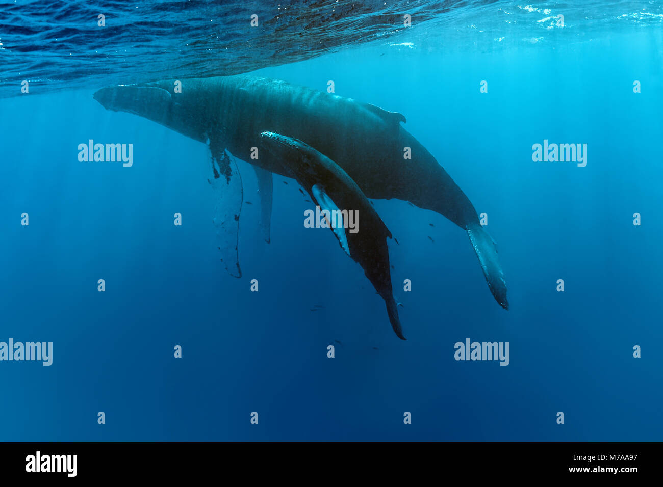 Baleine à bosse (Megaptera novaeangliae), barrage et son veau, l'océan Pacifique, Rurutu, Polynésie Française Banque D'Images