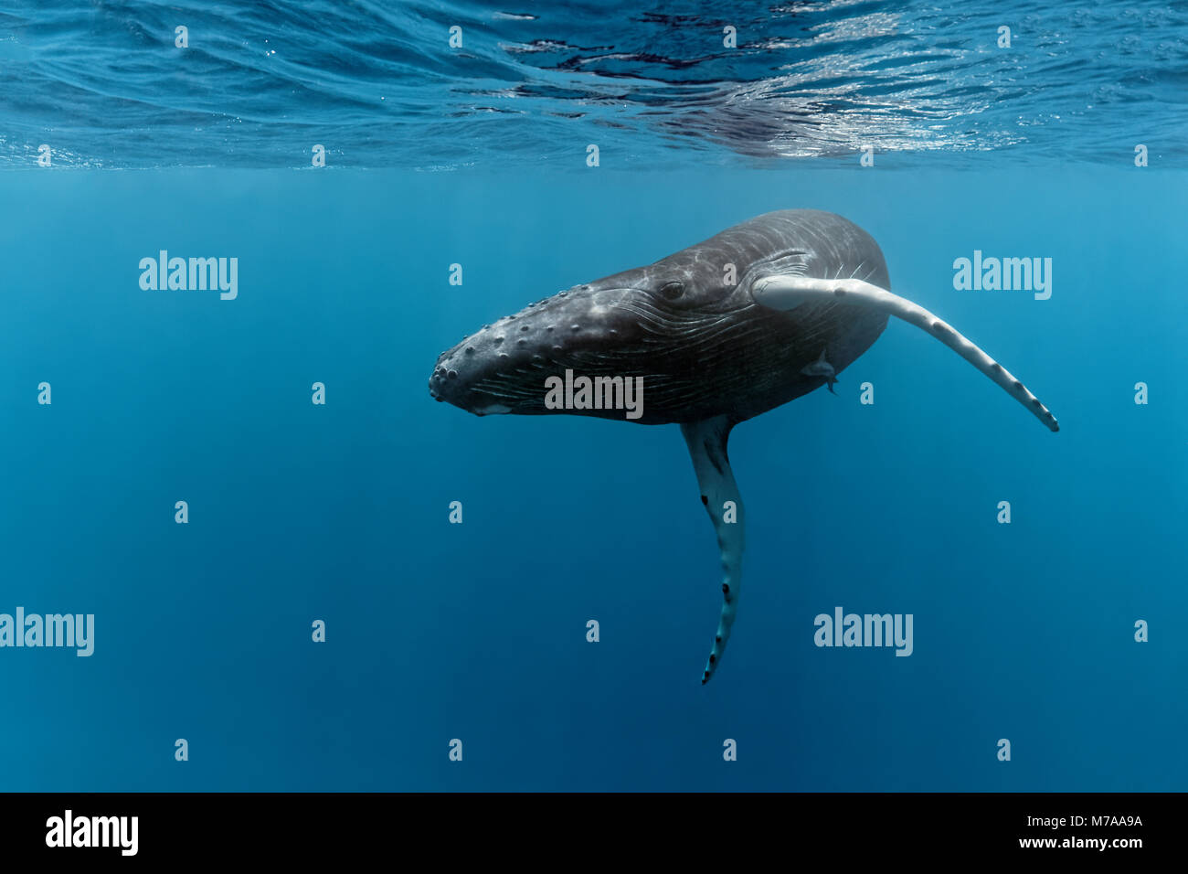 Baleine à bosse (Megaptera novaeangliae), proche de la mer, océan Pacifique, Rurutu, Polynésie Française Banque D'Images