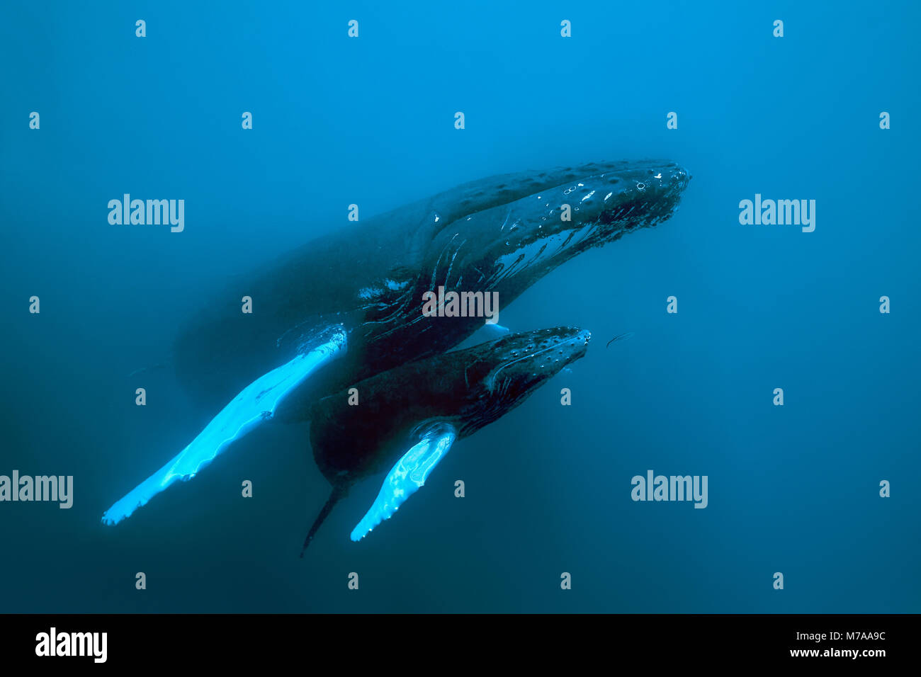 Baleine à bosse (Megaptera novaeangliae), barrage et son veau, l'océan Pacifique, Rurutu, Polynésie Française Banque D'Images