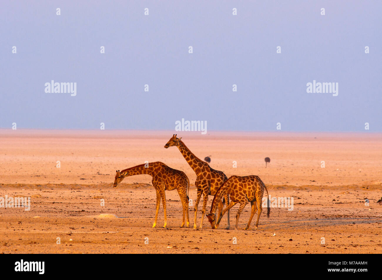 Les Girafes et wildebest à Okondeka waterhole, Etosha National Park, Namibie Banque D'Images