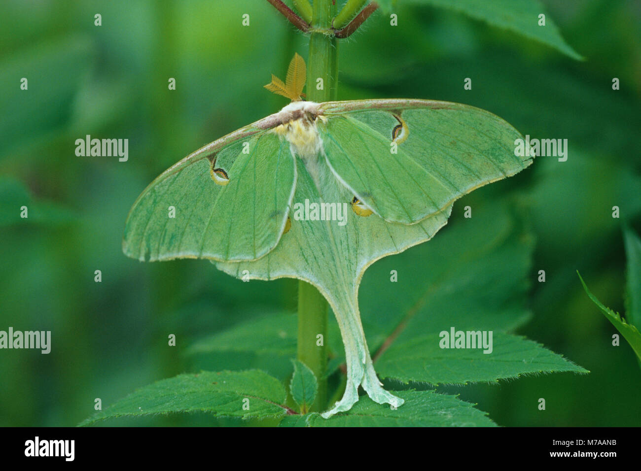 04000-00105 Luna Moth (Actias luna) dans le jardin de fleurs Marion Co. IL Banque D'Images