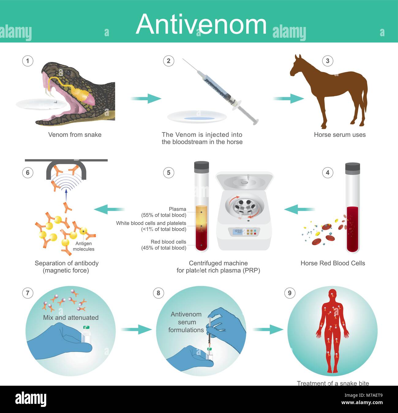 L'Anti venin est un médicament fabriqué à partir d'anticorps dans le sang rouge cheval qui est utilisé pour traiter certaines morsures venimeuses. Illustration de Vecteur