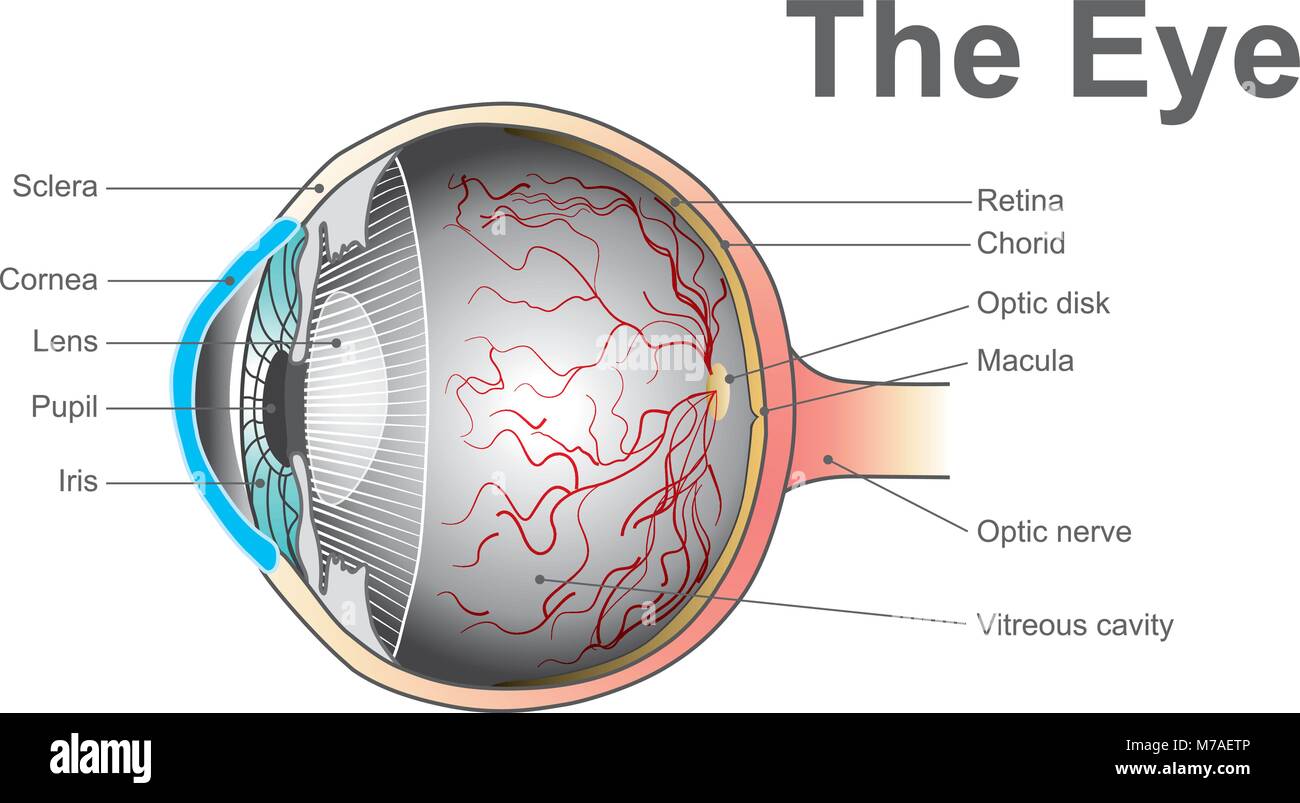 Les yeux sont les organes de la vision. Ils détectent la lumière et la transformer en impulsions électro-chimique dans les neurones. Des corps d'anatomie. Illustration de Vecteur