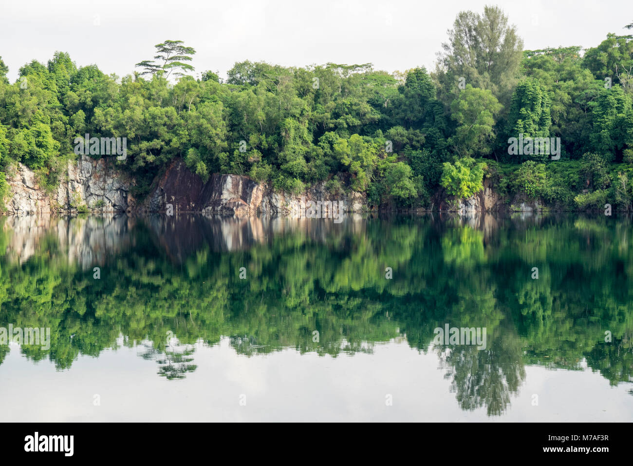 Reflet de la forêt dans le lac artificiel de la rempli Ketam carrière située sur l'île de Palau Ubin, Singapour. Banque D'Images