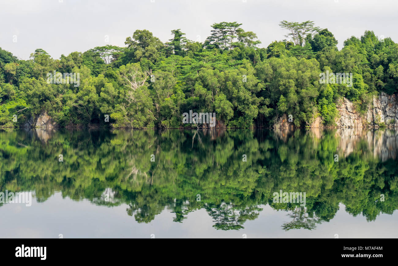 Reflet de la forêt dans le lac artificiel de la rempli Ketam carrière située sur l'île de Palau Ubin, Singapour. Banque D'Images