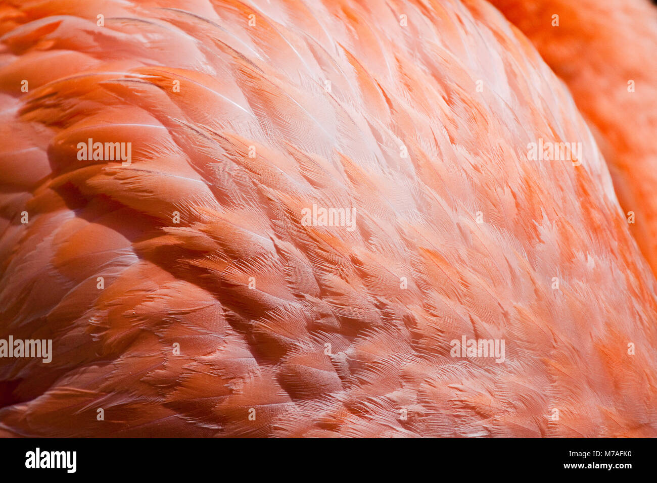 Détail de plumes d'un flamant rose, Phoenicopterus caoutchouc, dans un étang de l'île de Bonaire dans les Caraïbes. Banque D'Images
