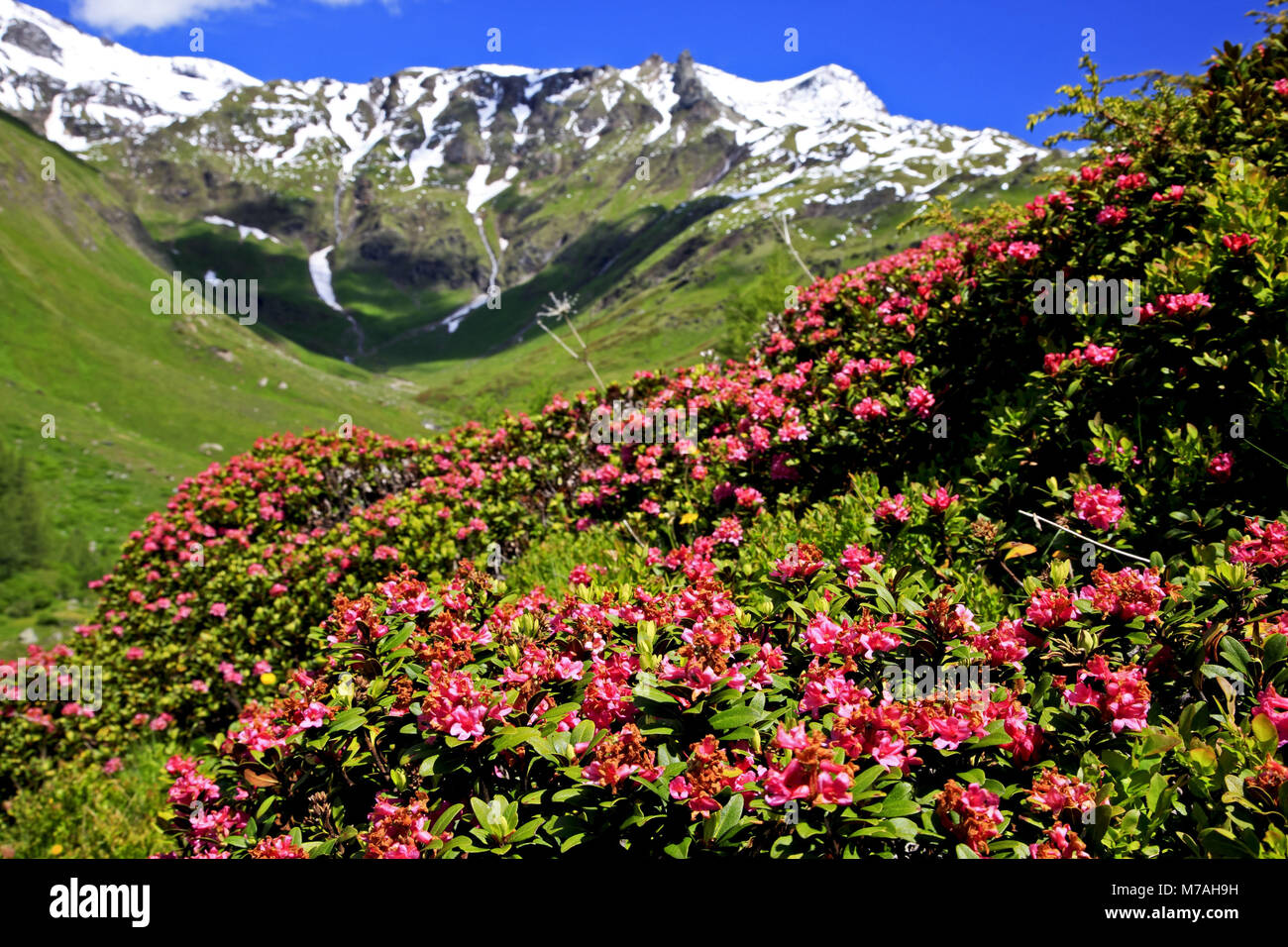 L'Autriche, la Carinthie, Hohe Tauern, Parc National du Haut Tauern, la haute route alpine du Grossglockner, Rhododendron ferrugineum, alpenrose, Banque D'Images L'Autriche, la Carinthie, Hohe Tauern, Parc National du Haut Tauern, la haute route alpine du Grossglockner, Rhododendron ferrugineum, alpenrose, Banque D'Images