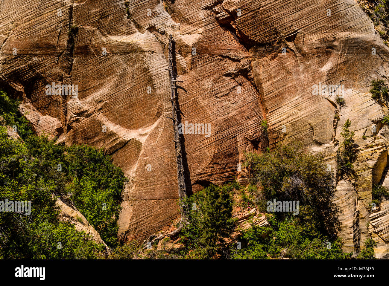 Les USA, Utah, Washington County, Springdale, Zion National Park, Zion Canyon, vue de l'observation Point Trail Banque D'Images