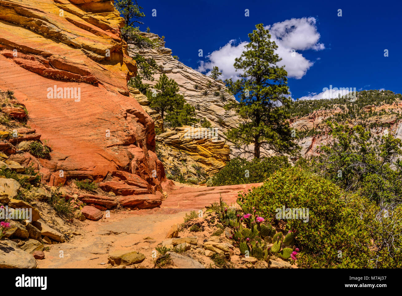 Les USA, Utah, Washington County, Springdale, Zion National Park, Zion Canyon, observation Point Trail Banque D'Images