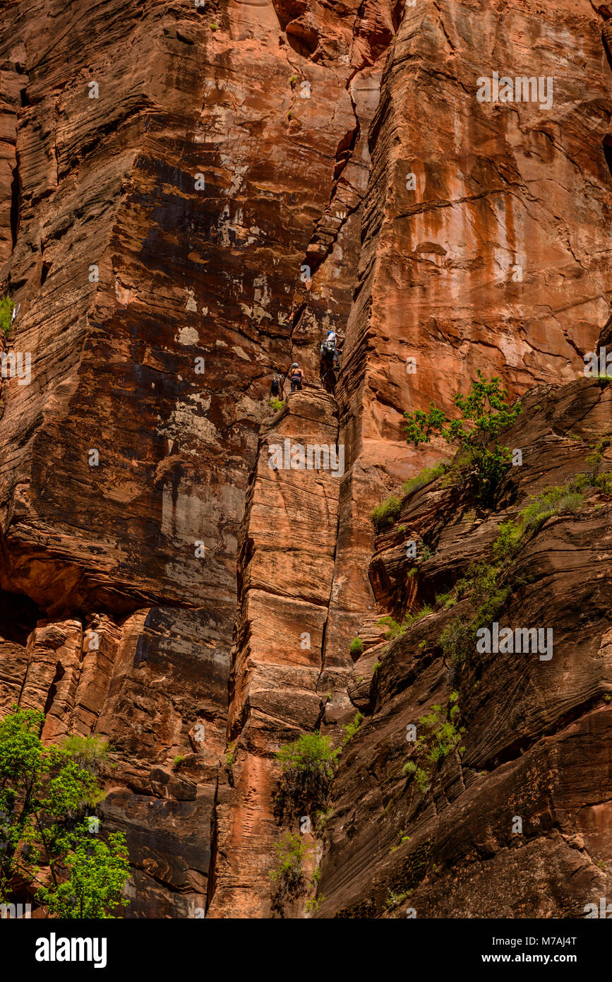 Les USA, Utah, Washington County, Springdale, Zion National Park, Zion Canyon, face raide au Temple de Sinawava Banque D'Images