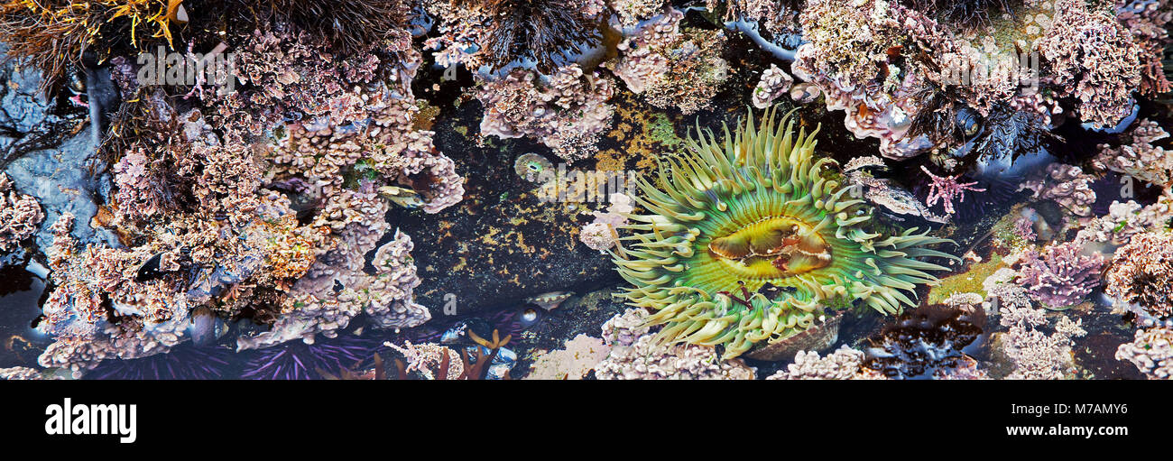 La Californie, la côte du Pacifique, Big Sur, Cambria, anémone de mer, plage, bassin de marée Banque D'Images