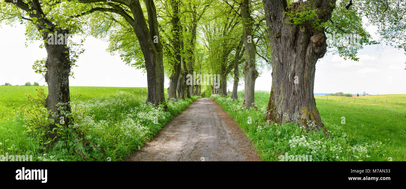 Kurfürstenallee avec de grands tilleuls et sentier à Marktoberdorf Banque D'Images