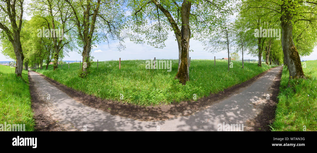 Panorama de l'ancien arbre Kurfürsten - près de l'avenue de tilleuls Marktoberdorf Banque D'Images
