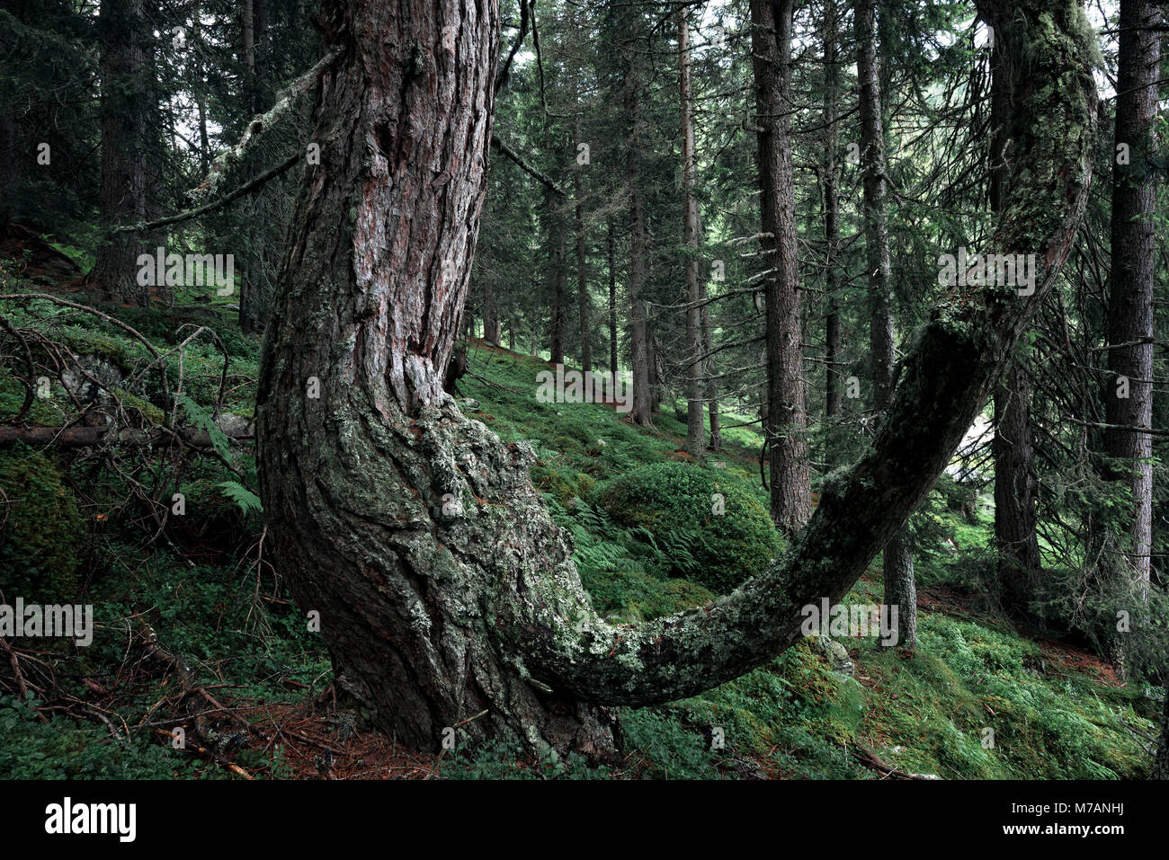 Arbre noueux, ancienne près de la limite forestière dans les montagnes de Nockberge, parc de la biosphère dans le Alpes de Gurktal, Carinthie, Autriche Banque D'Images