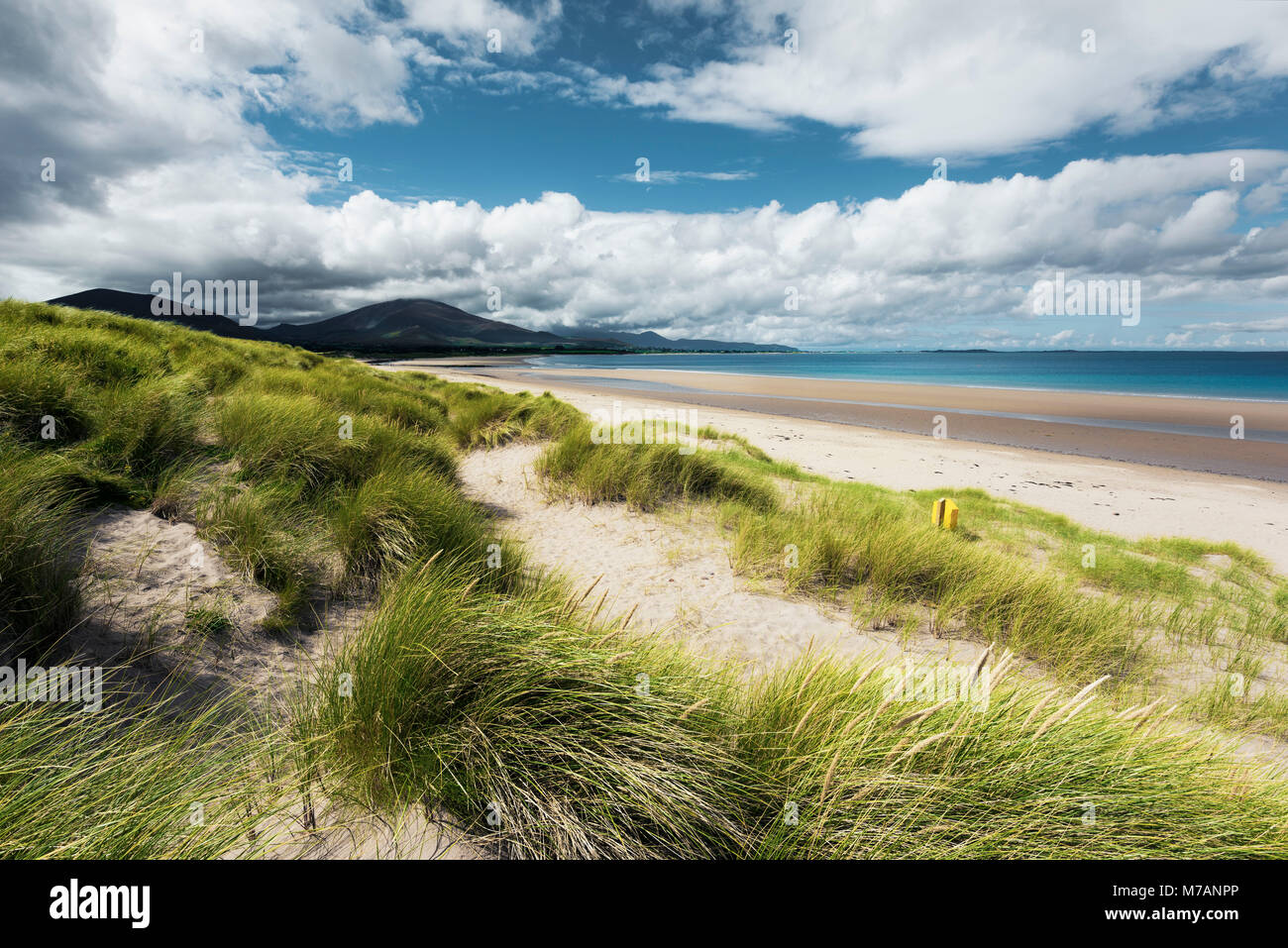 Scène de plage avec de l'herbe des dunes près de Trallee Bay, Kerry, Irlande Banque D'Images