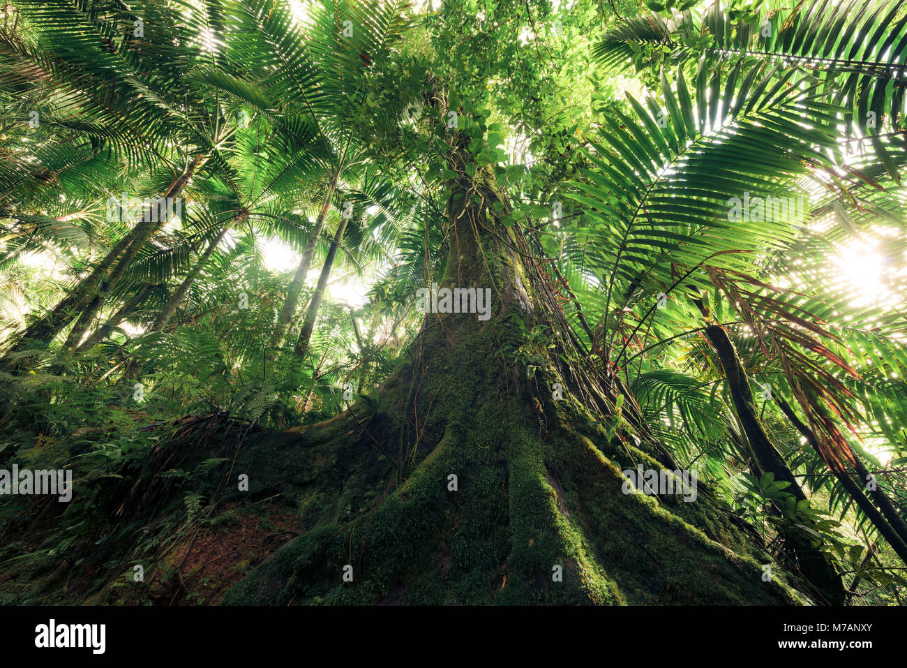 Scène de la forêt tropicale avec de gros vieil arbre dans la belle lumière du matin, Yunque National Park, Puerto Rico, l'île des Caraïbes, Banque D'Images