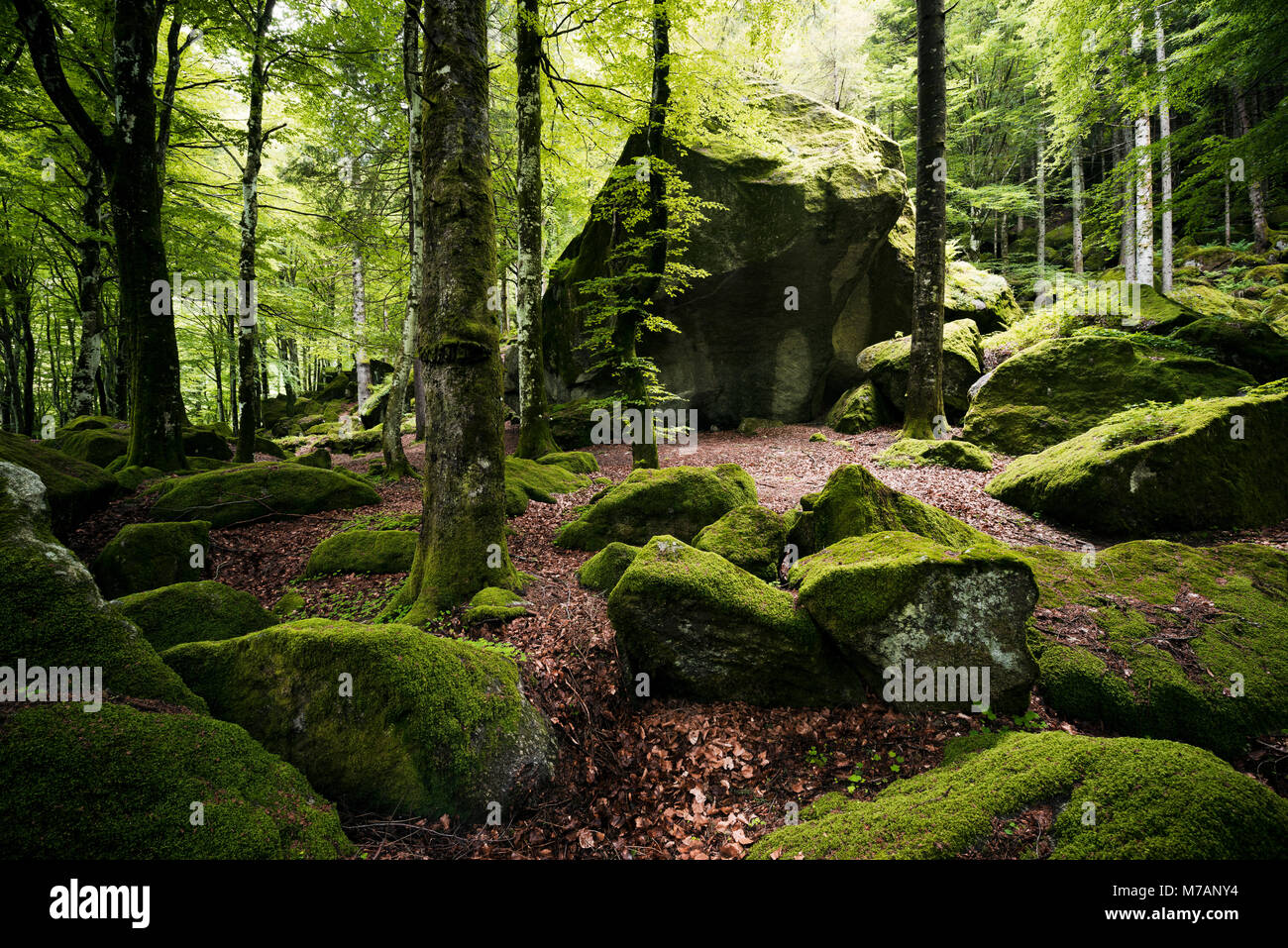 Foret Magique Dans Le Val Masino Lombardie Italie Photo Stock Alamy