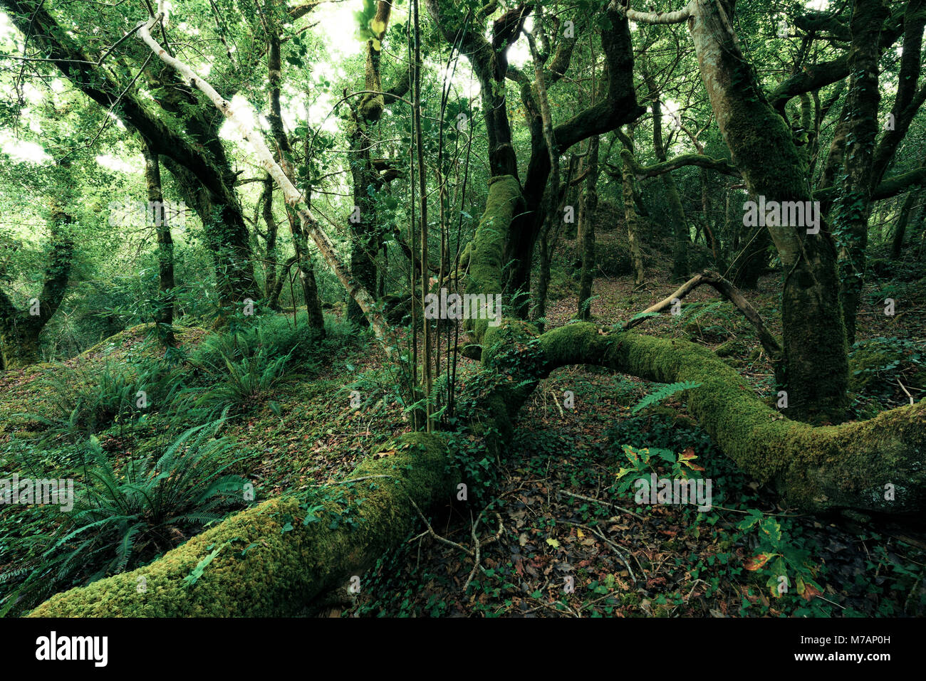 Glengarriff forêt vierge, Cork, Irlande Banque D'Images
