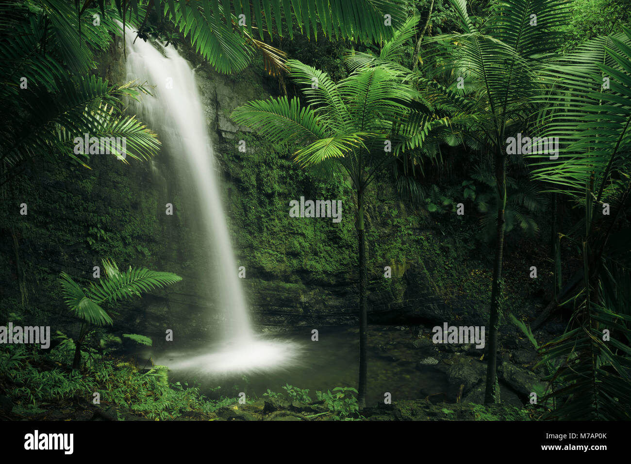 Cascade du Yunque National Park, la jungle verte de l'île des Caraïbes Puerto Rico Banque D'Images