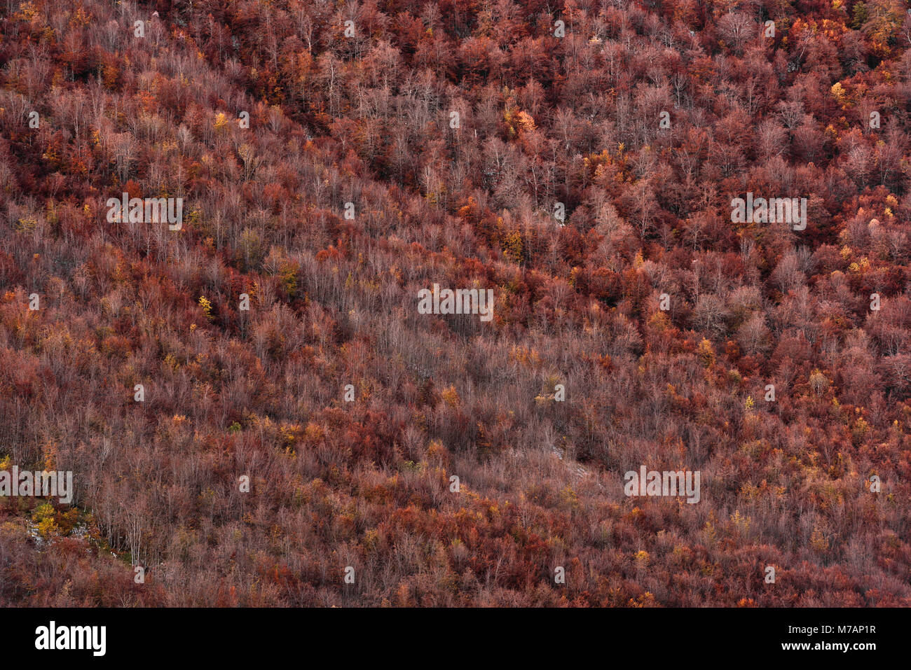 Détail de forêt d'automne dans les Picos de Europa, Cantabria, ESPAGNE Banque D'Images