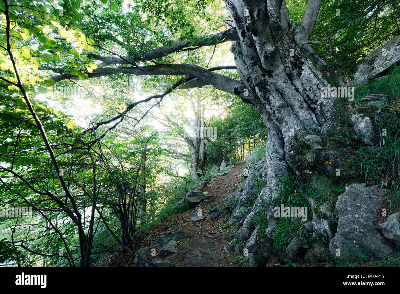 Vieux chêne majestueux sur sentier de montagne à l'Hungeralmen (Alpes) dans la Val Bavona, Tessin, Suisse Banque D'Images