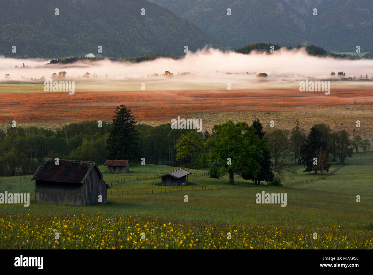 Murnauer Moos Moor (Murnau), Bavière, Allemagne Banque D'Images