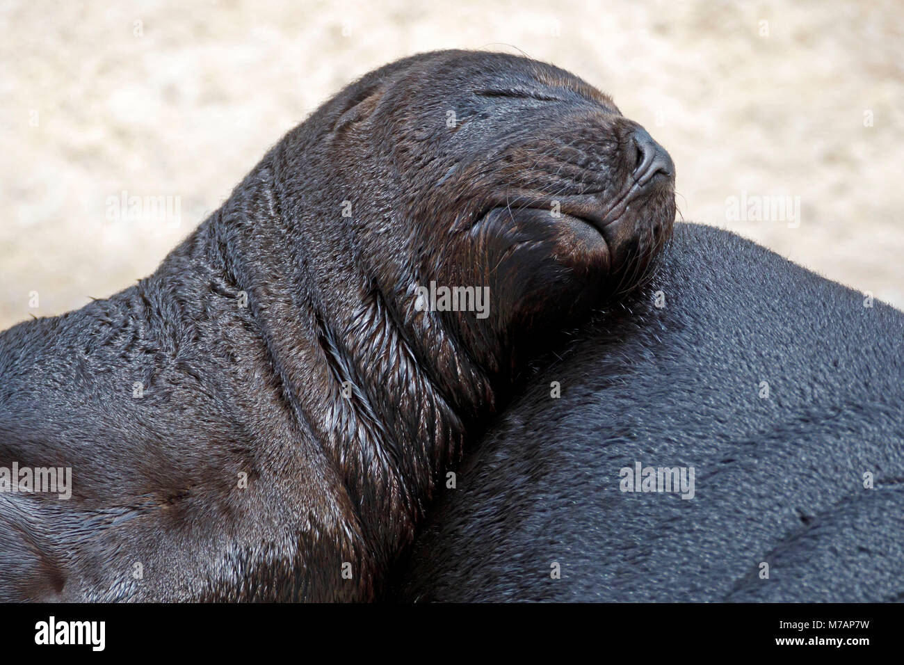 Lion de mer du sud, (Otaria flavescens), les jeunes animaux, captive, Banque D'Images
