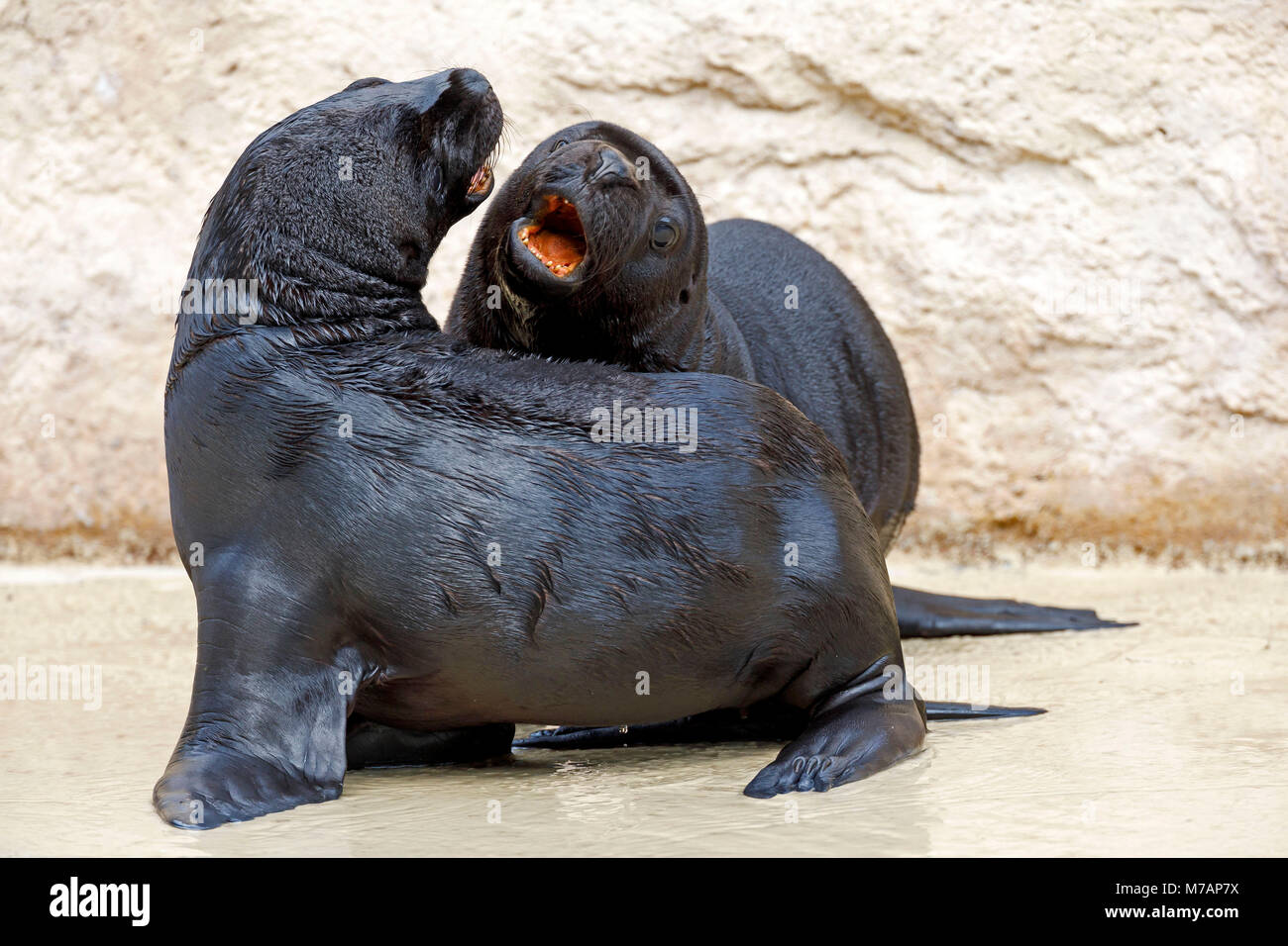 Lion de mer du sud, (Otaria flavescens), les jeunes animaux, captive, Banque D'Images