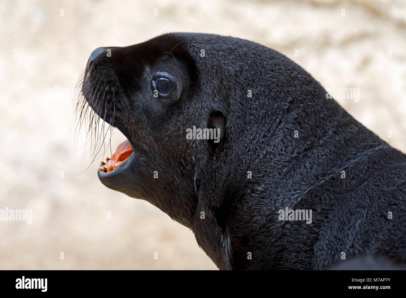 Lion de mer du sud, (Otaria flavescens), les jeunes animaux, captive, Banque D'Images