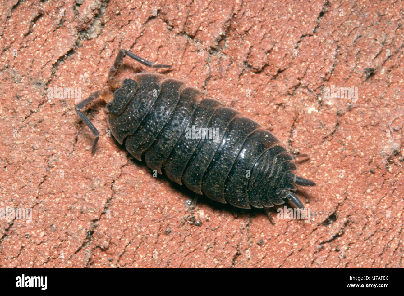 Cloporte rugueux commun (Porcellio scaber) Banque D'Images