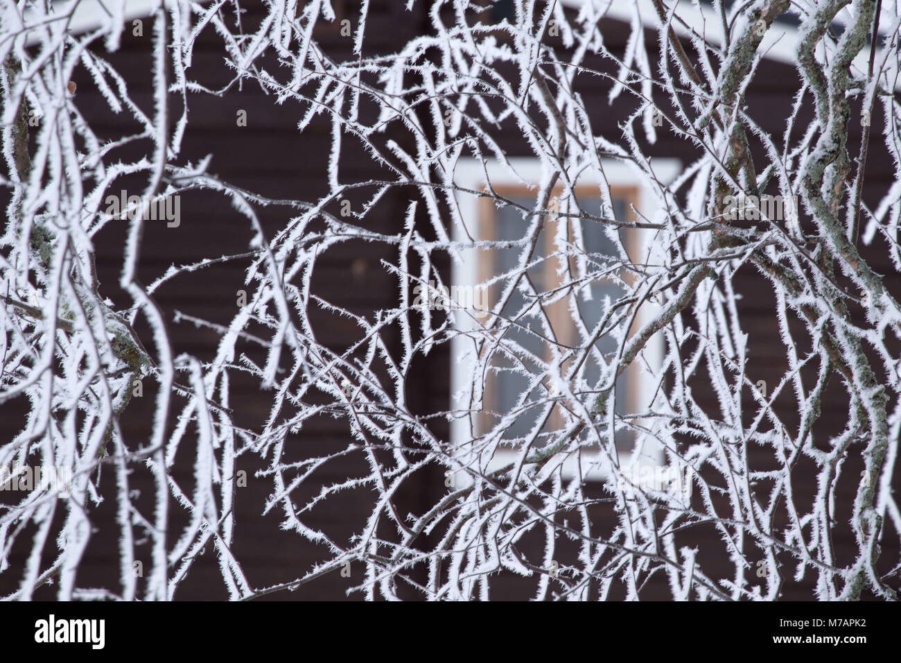 Branches de bouleau gelé recouvert de givre blanc, mur avec cottage floue fond fenêtre Banque D'Images