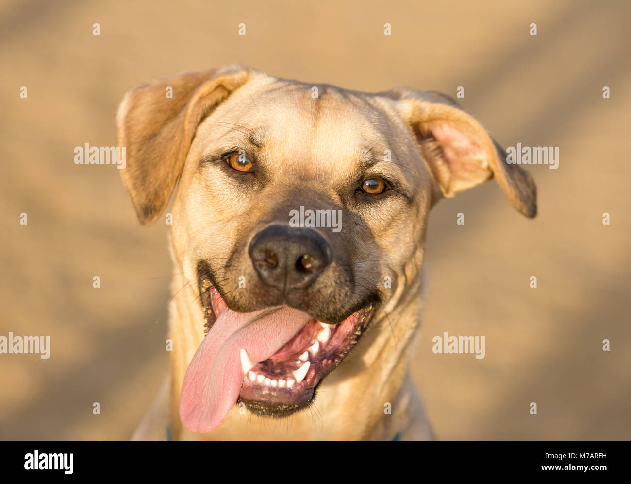 Labrador Retriever mâle adulte Mix Headshot. Banque D'Images