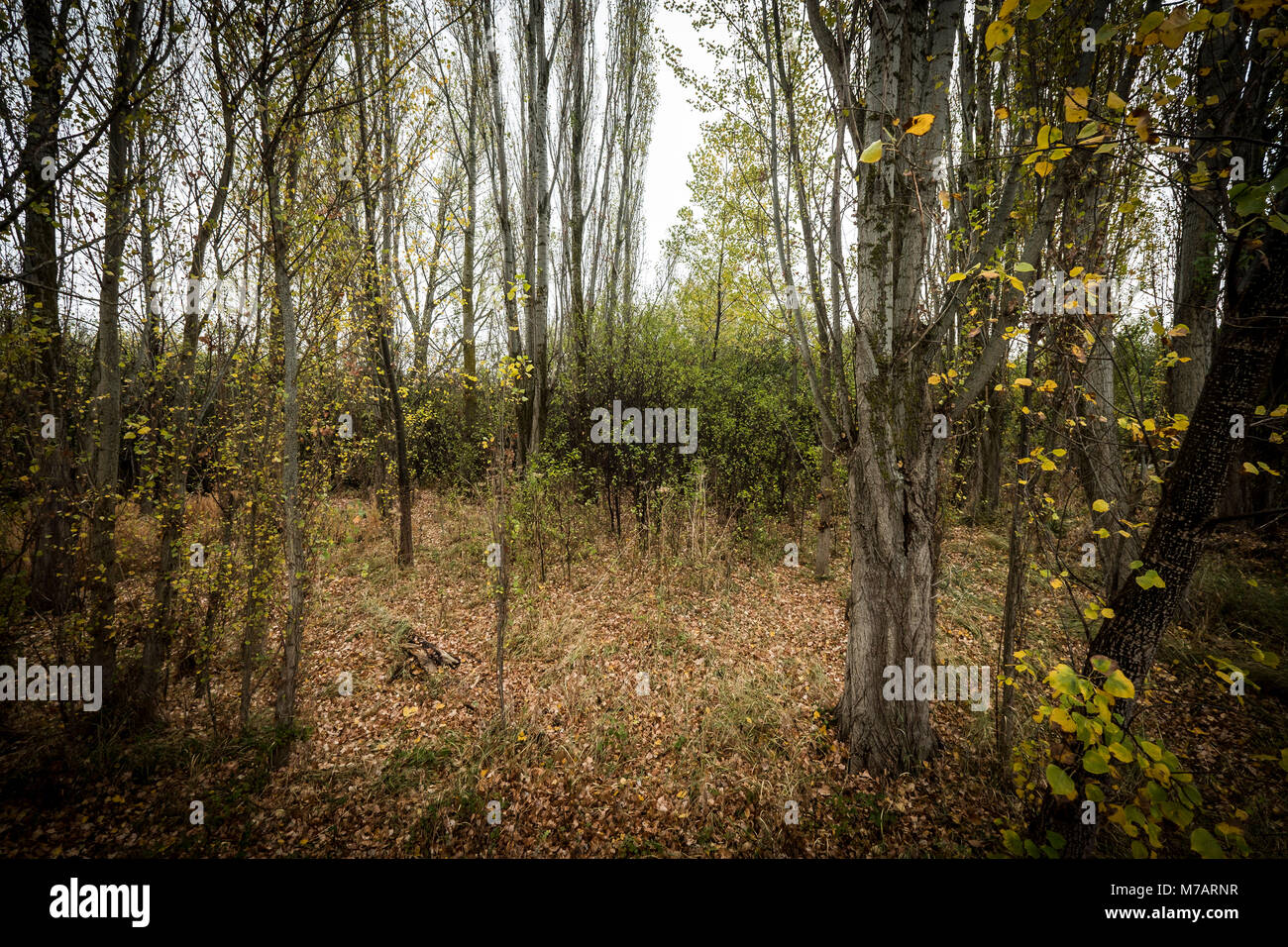 Forêt en automne dans la province de Soria Espagne Europe Banque D'Images