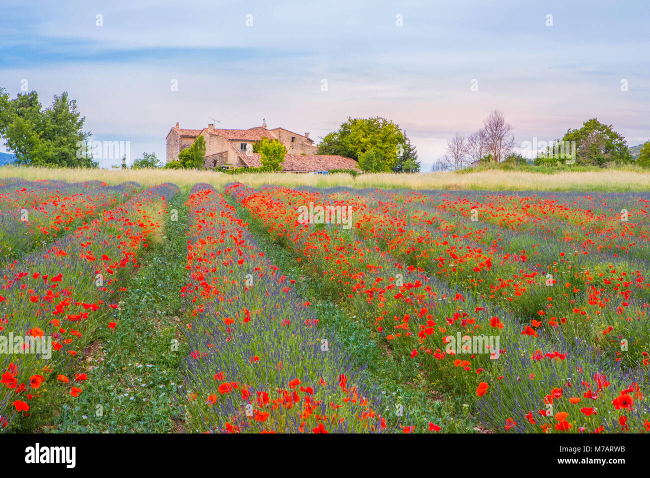 France, Provence, amapolas et champ de lavande Banque D'Images