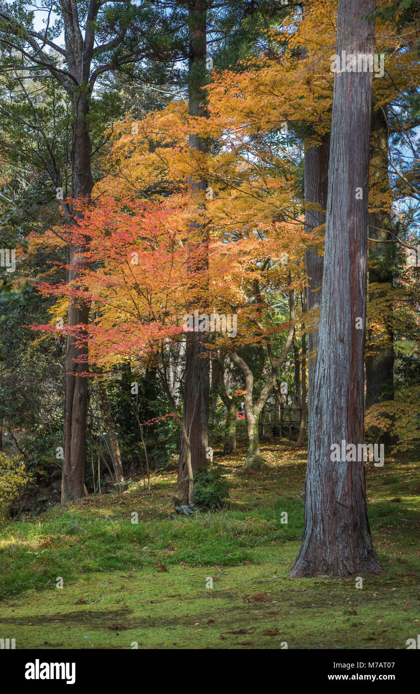 La ville de Nara, Japon, couleurs d'automne Banque D'Images