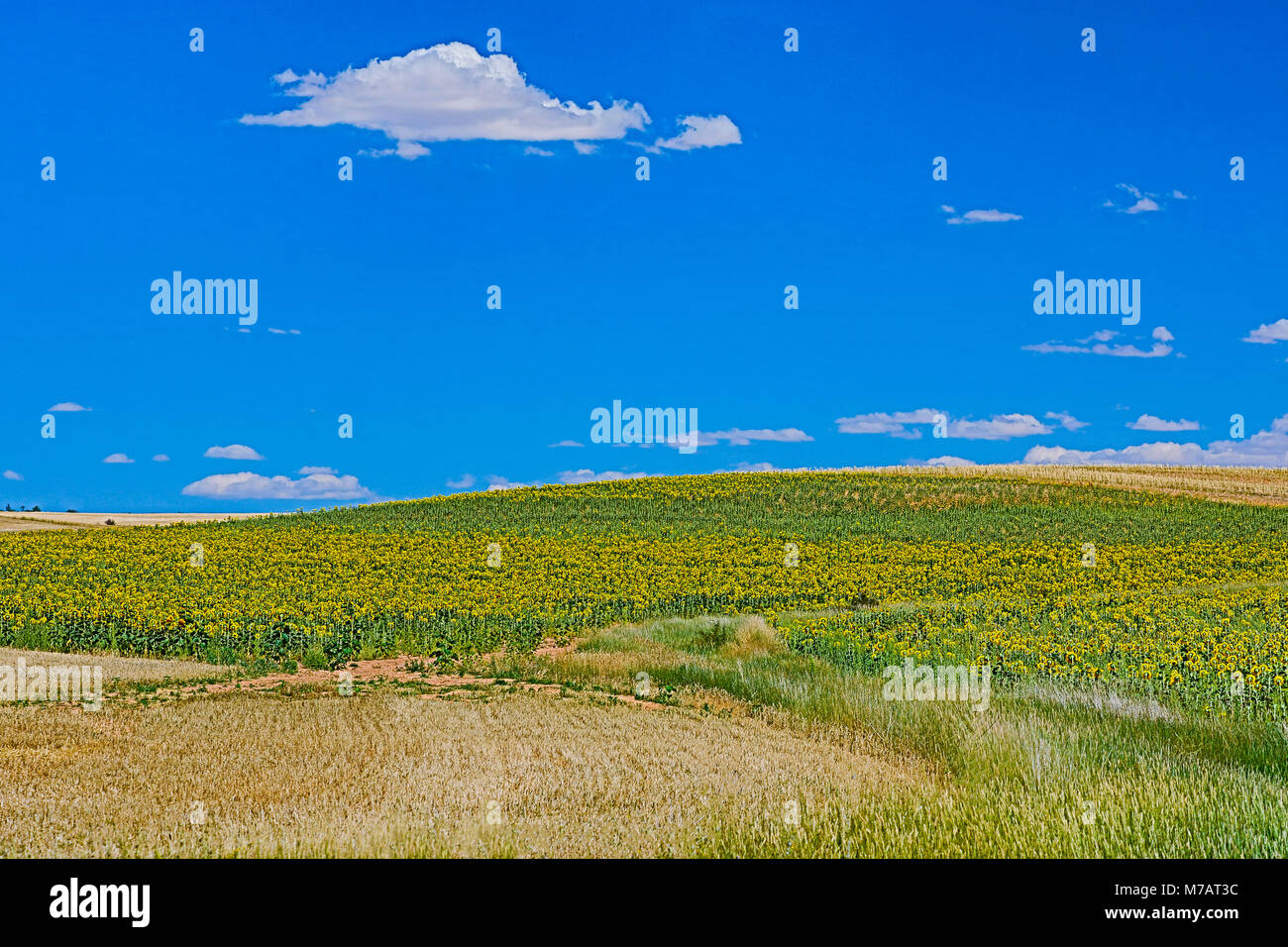 Espagne, province de Teruel, champ de tournesols Banque D'Images