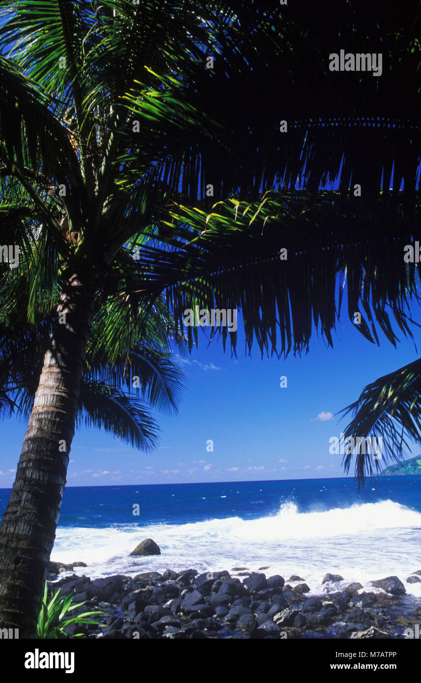 Close-up of a palm tree de coco sur la plage, New York, USA Banque D'Images