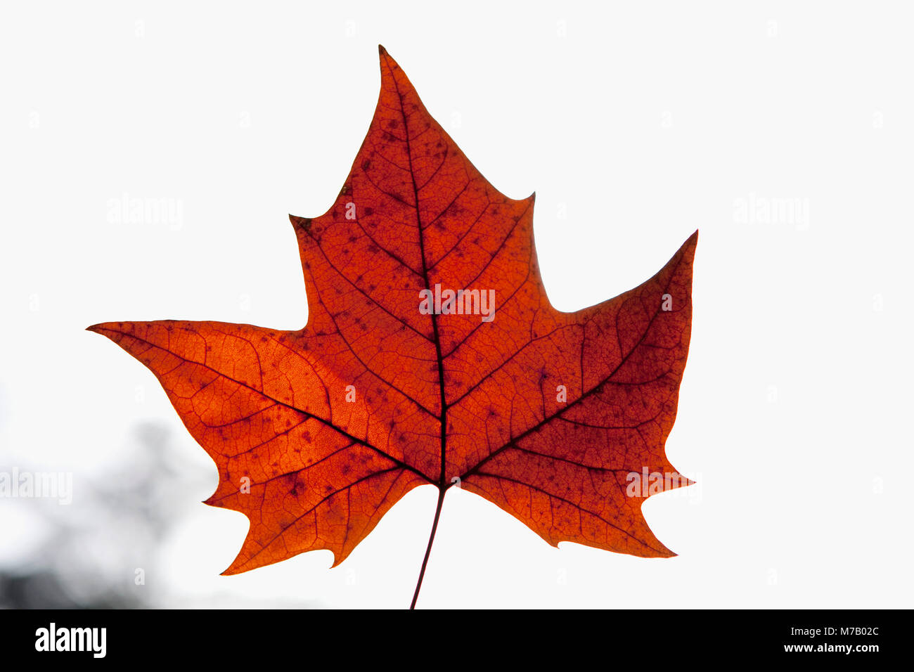 Close-up d'une feuille d'érable Banque D'Images