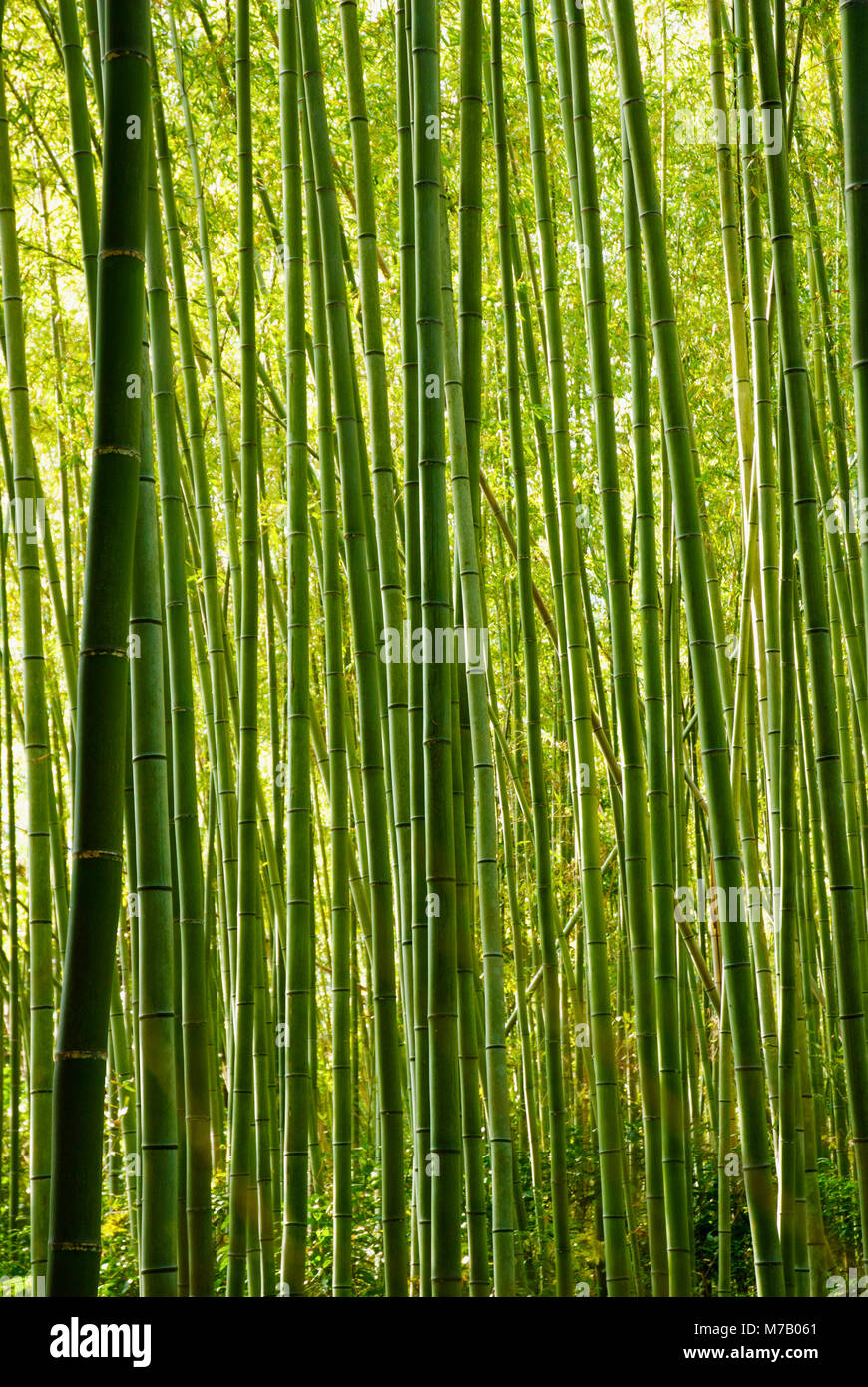 Dans une forêt de bambous Banque D'Images